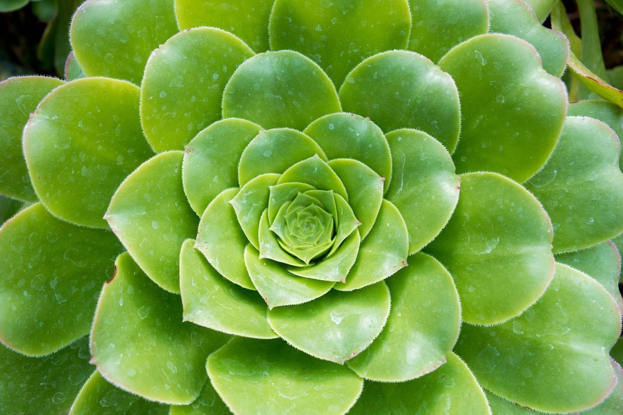 Cómo incluir plantas crasas en un jardín tradicional El Jardín de Venus