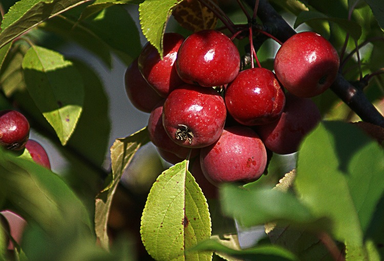 Meriendas de otoño / Photo by Pixabay