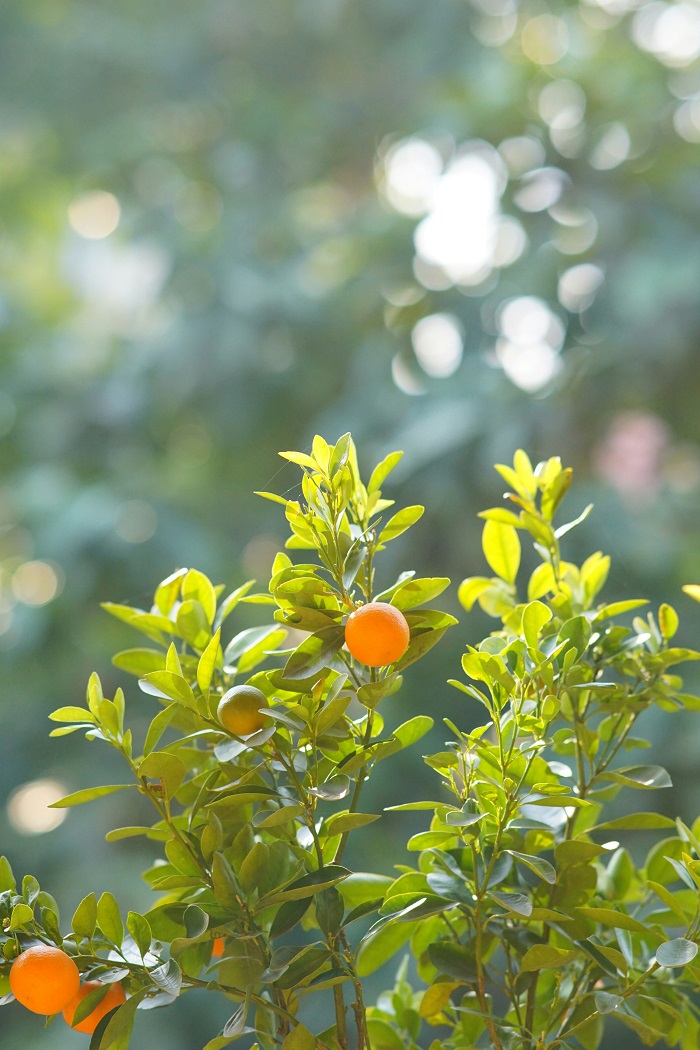 Qué árboles frutales cultivar en maceta - El Jardín de Venus