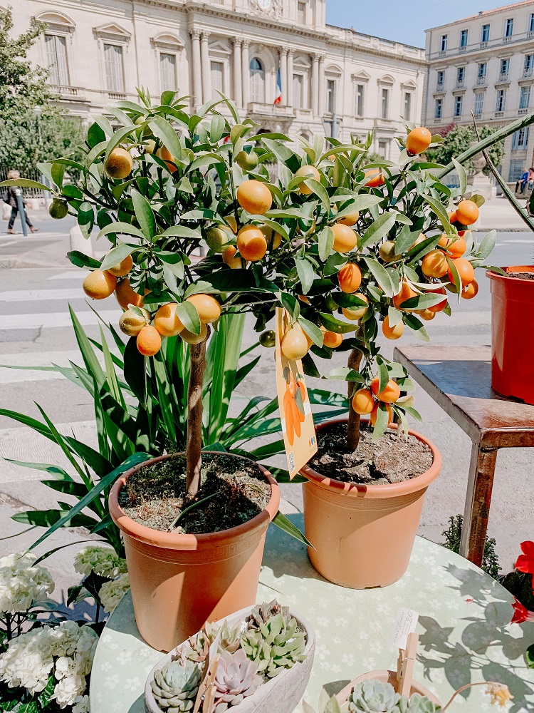 Qué árboles frutales cultivar en macetas - El Jardín de Venus