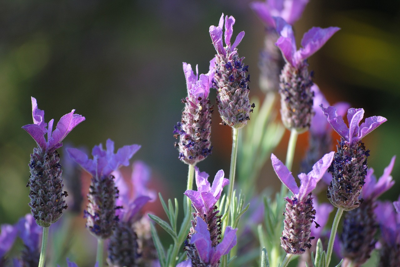 11 razones para cultivar lavanda - El Jardín de Venus