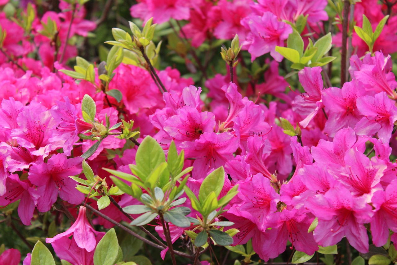 9 curiosidades sobre la azalea - El Jardín de Venus