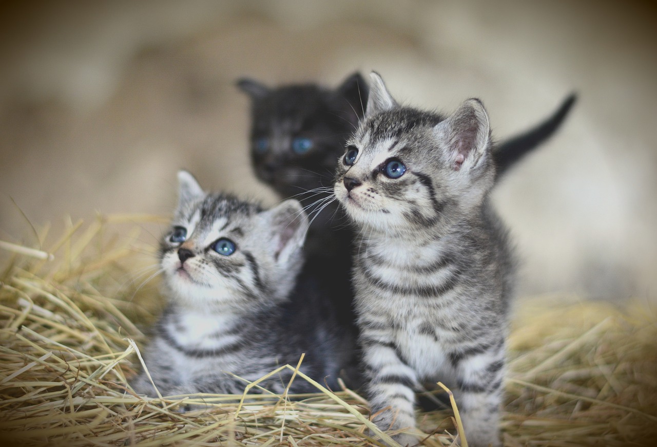 Cómo preparar la llegada de un gato a casa El Jardín de Venus