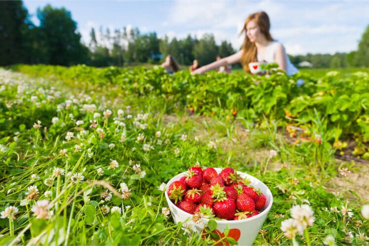 Mujeres recogieéndo fresas. Planes para primavera