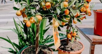 Qué árboles frutales cultivar en maceta - El Jardín de Venus