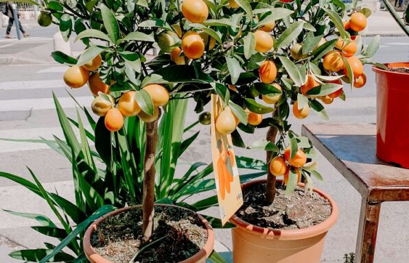 Qué árboles frutales cultivar en maceta - El Jardín de Venus